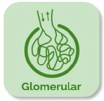3.3: Glomerular