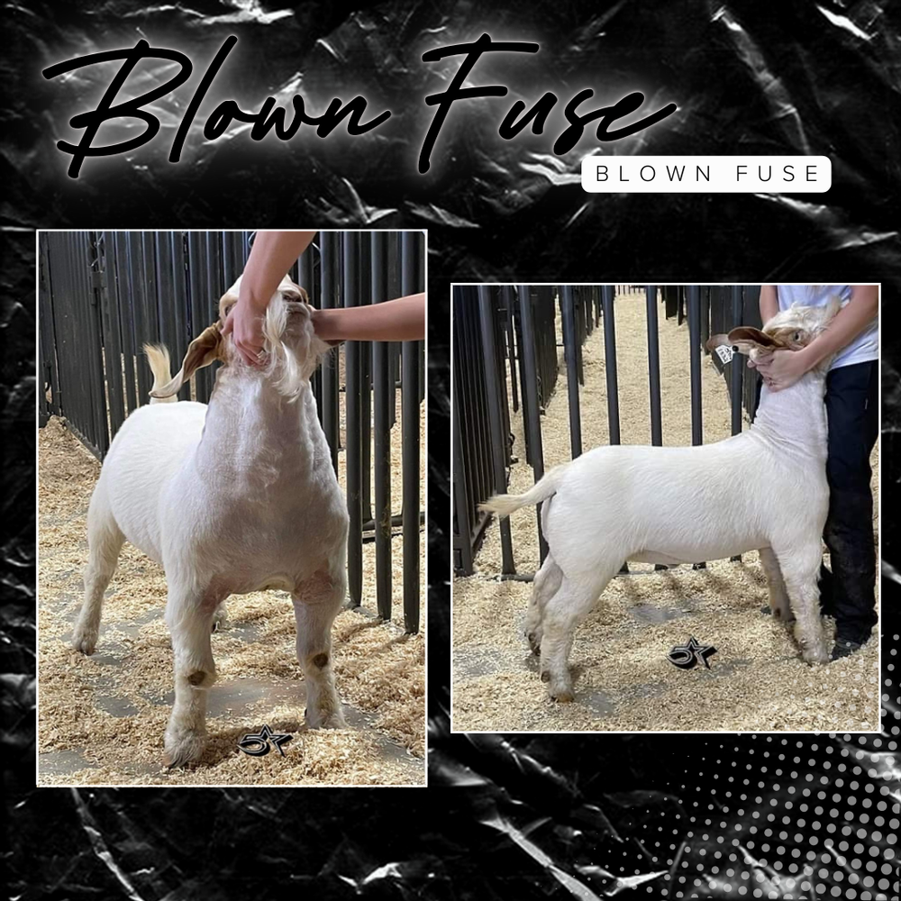 Buck Catalog — 5 Star Boer Goats