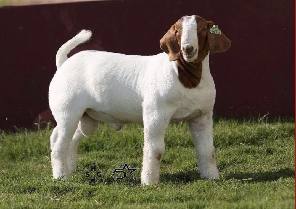 Semen Tank — 5 Star Boer Goats