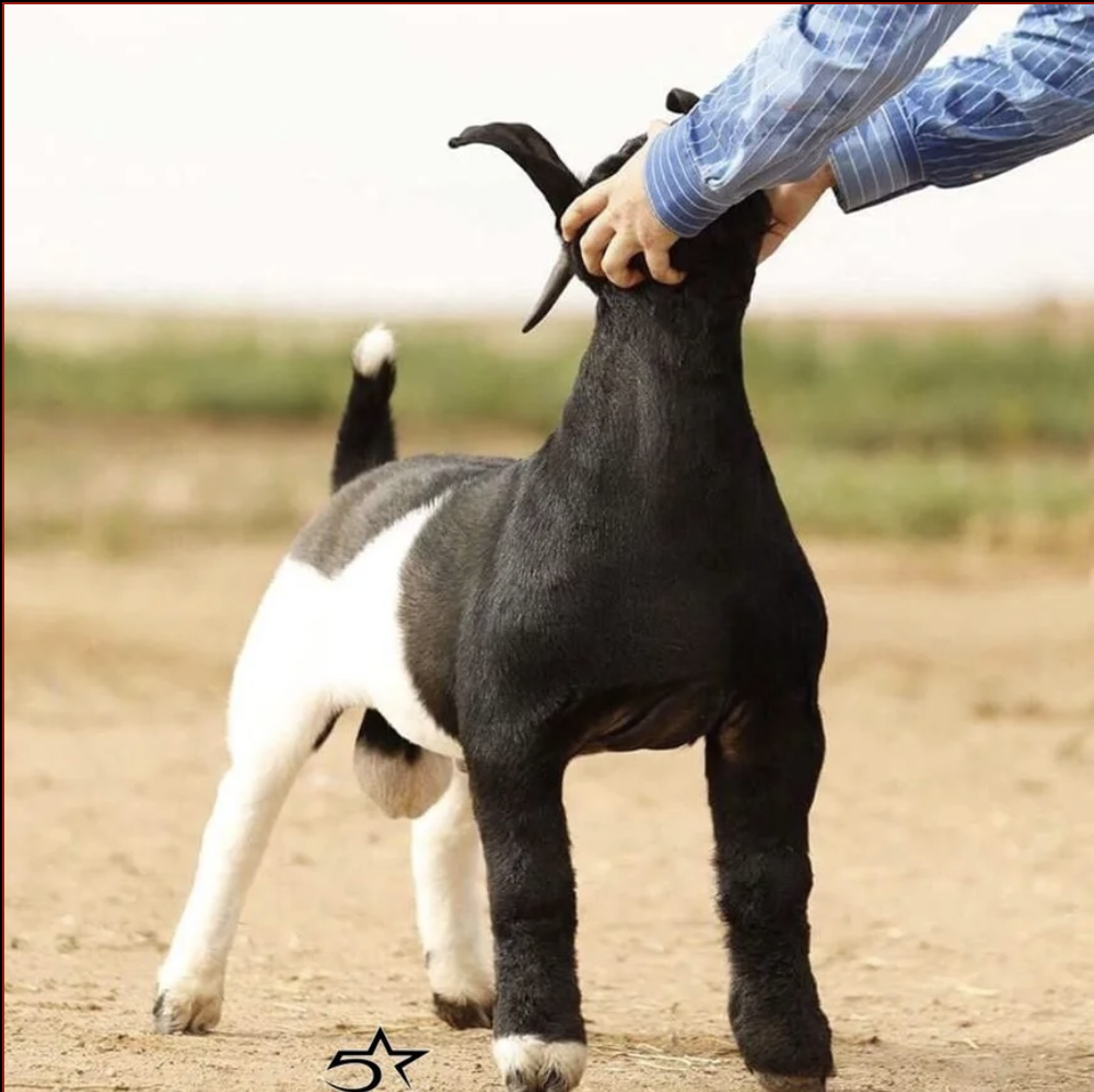 Semen Tank — 5 Star Boer Goats