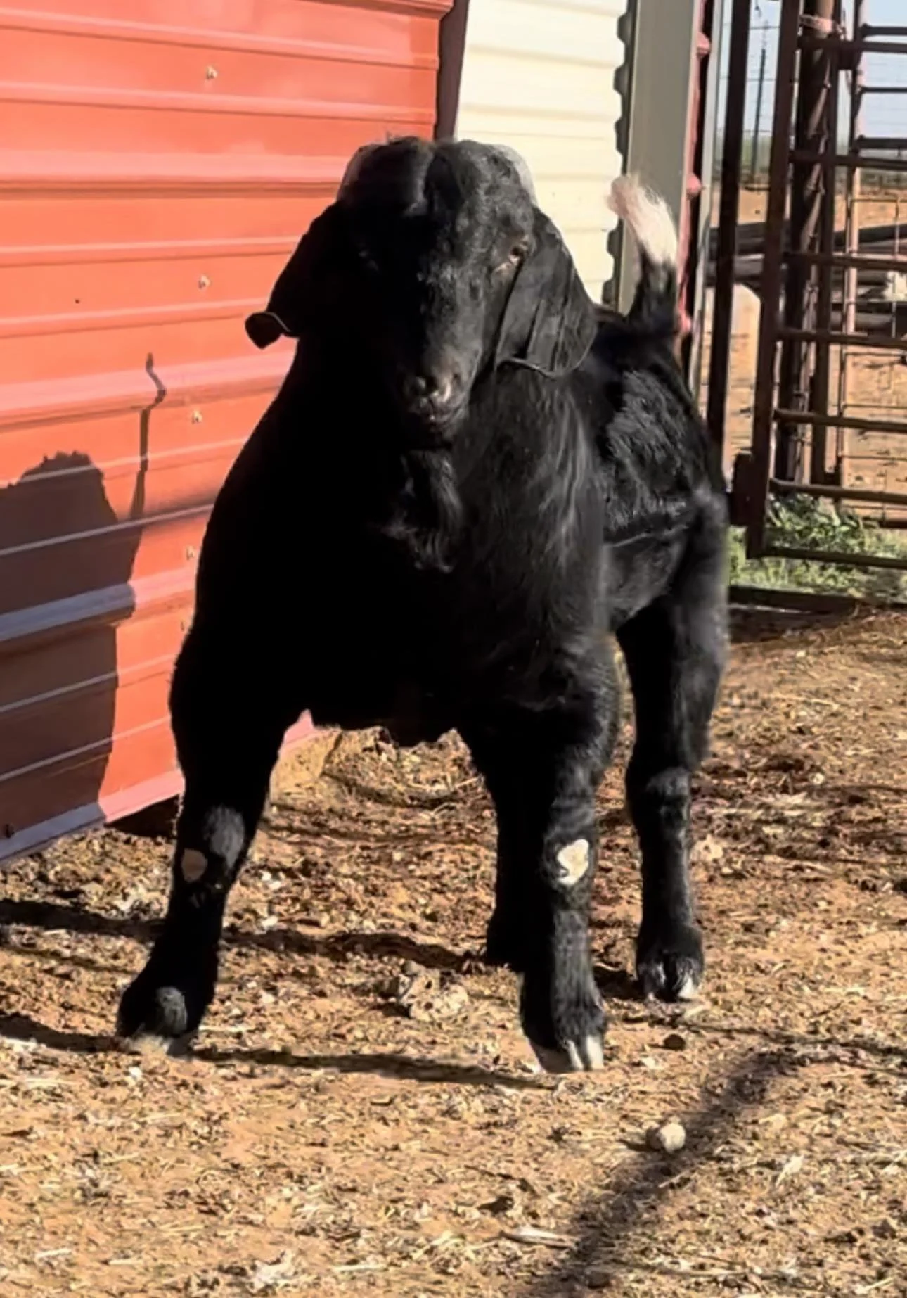 Goat Sy Semen Tank — 5 Star Boer Goats