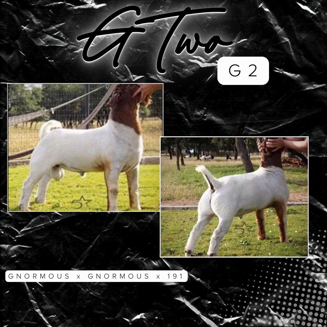 Buck Catalog — 5 Star Boer Goats