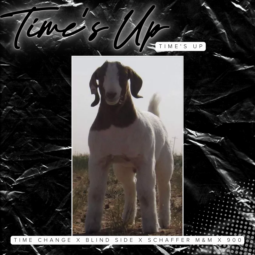 Buck Catalog — 5 Star Boer Goats