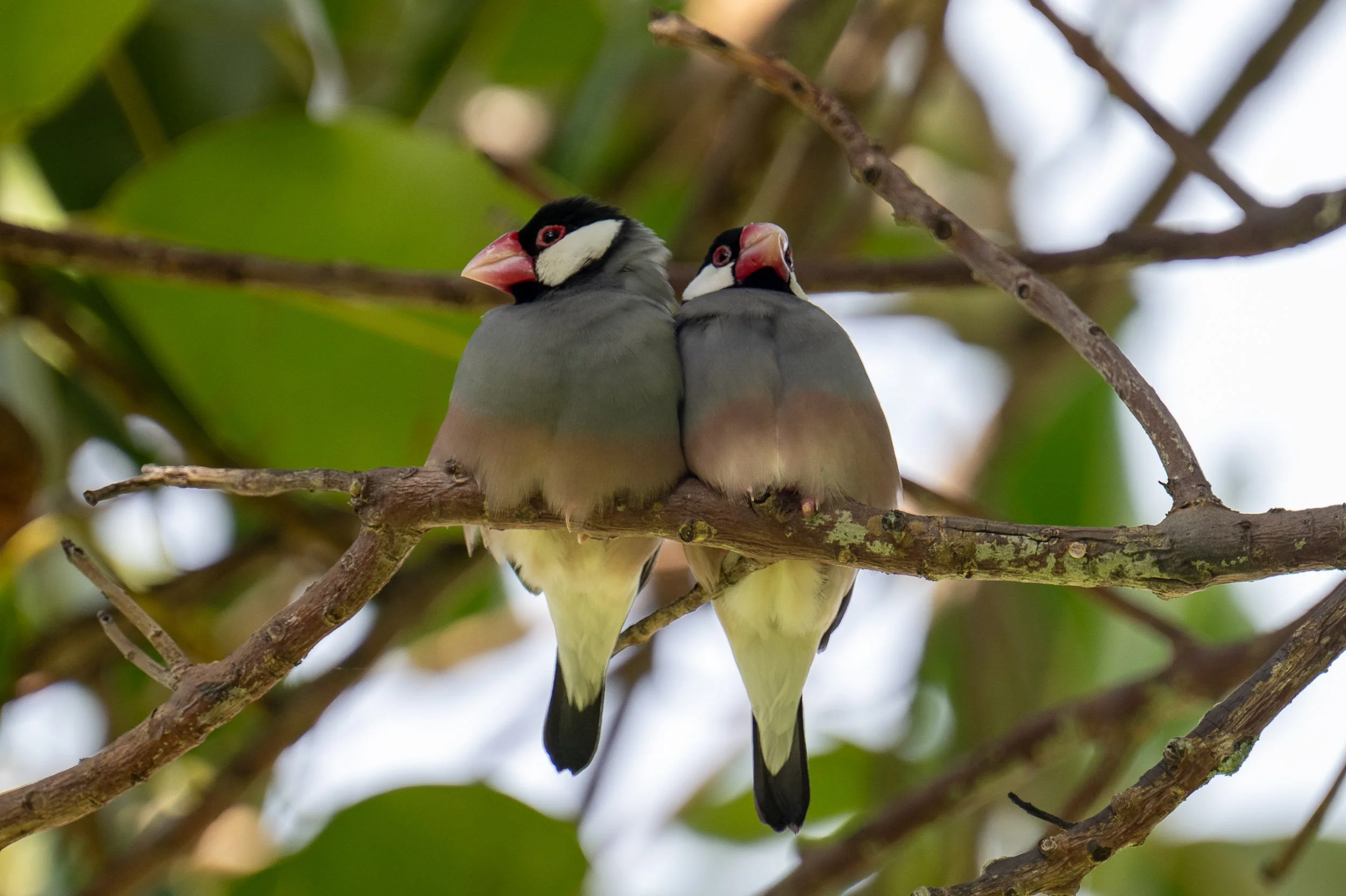Hawaii-2025-Java-Sparrow-Matte.jpg