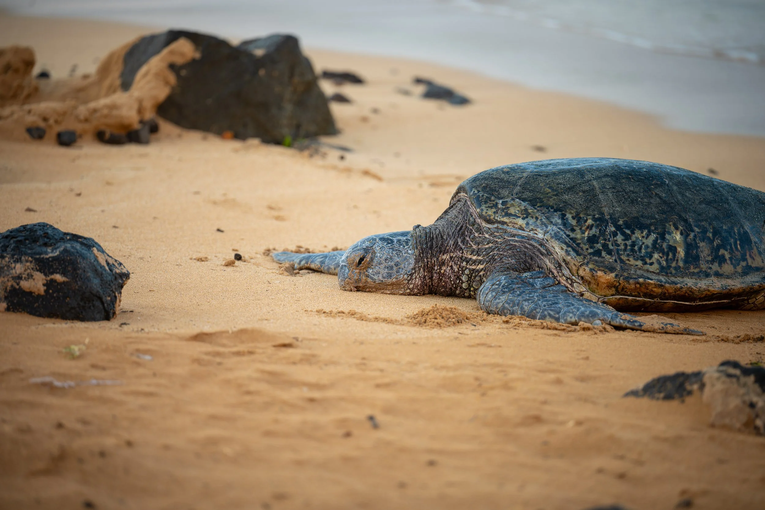 Hawaii-2025-Poipu-Honu-Shadow-Matte.jpg