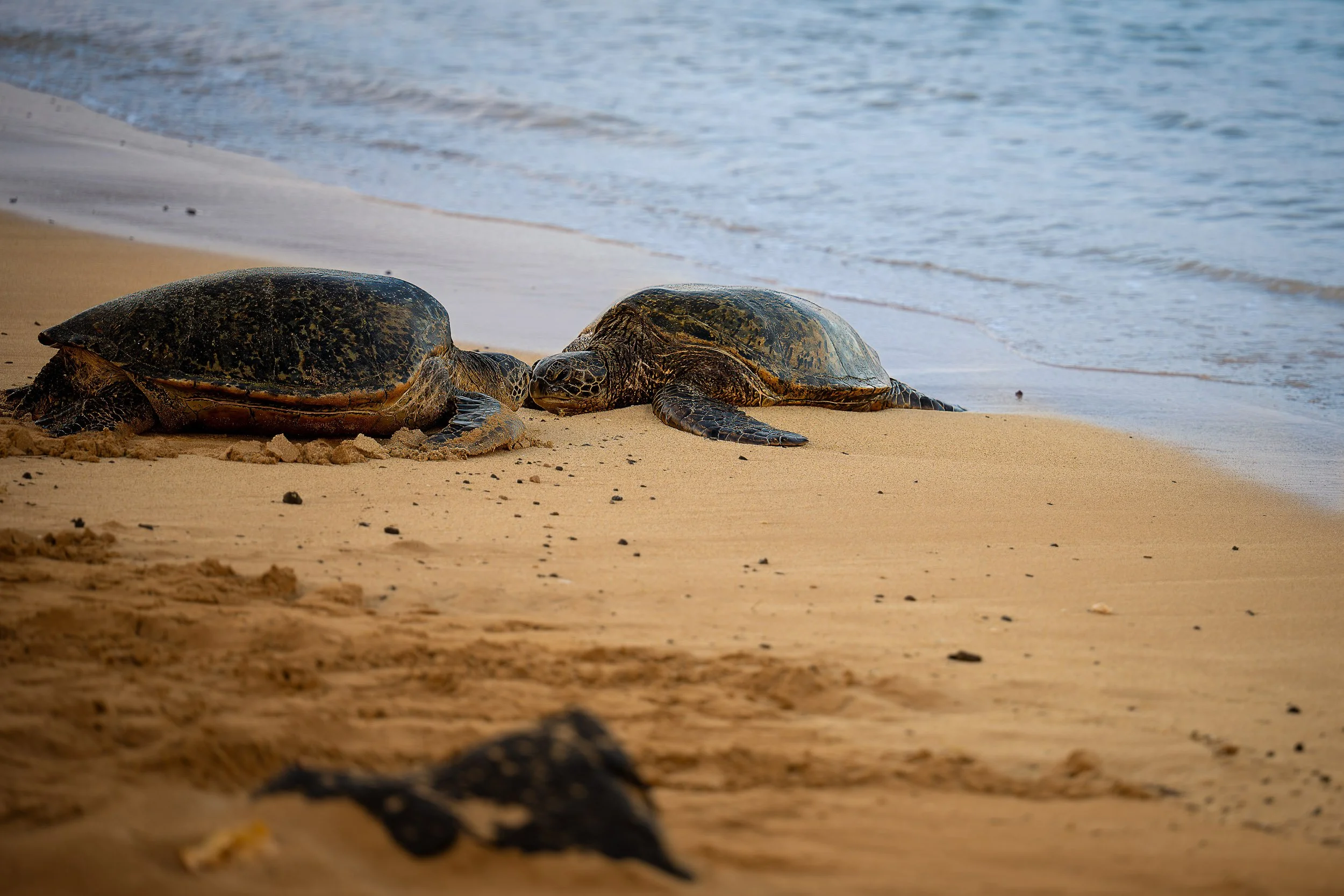 Hawaii-2025-Poipu-Honu-Kiss-Matte.jpg