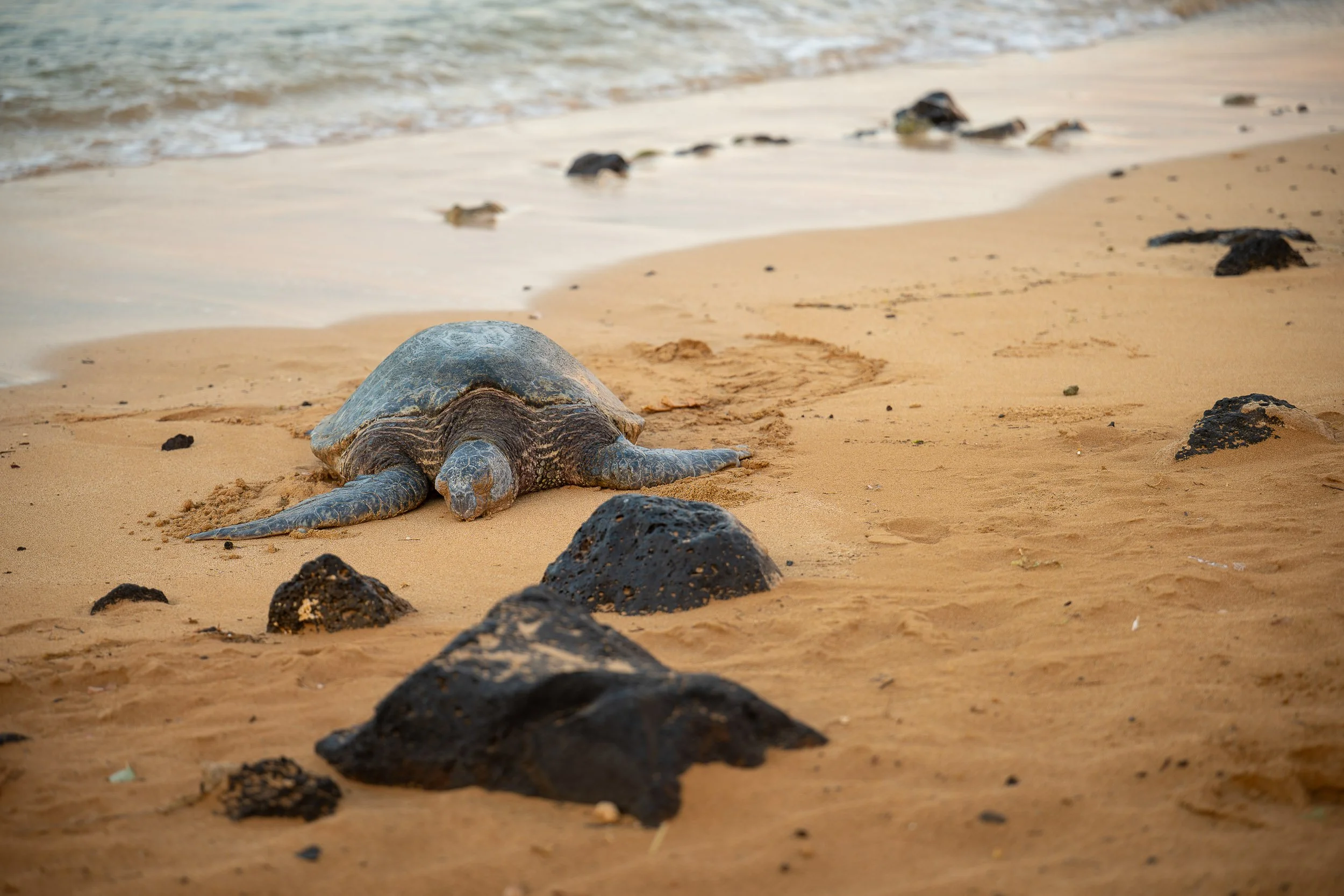 Hawaii-2025-Poipu-Honu-Front-Matte.jpg