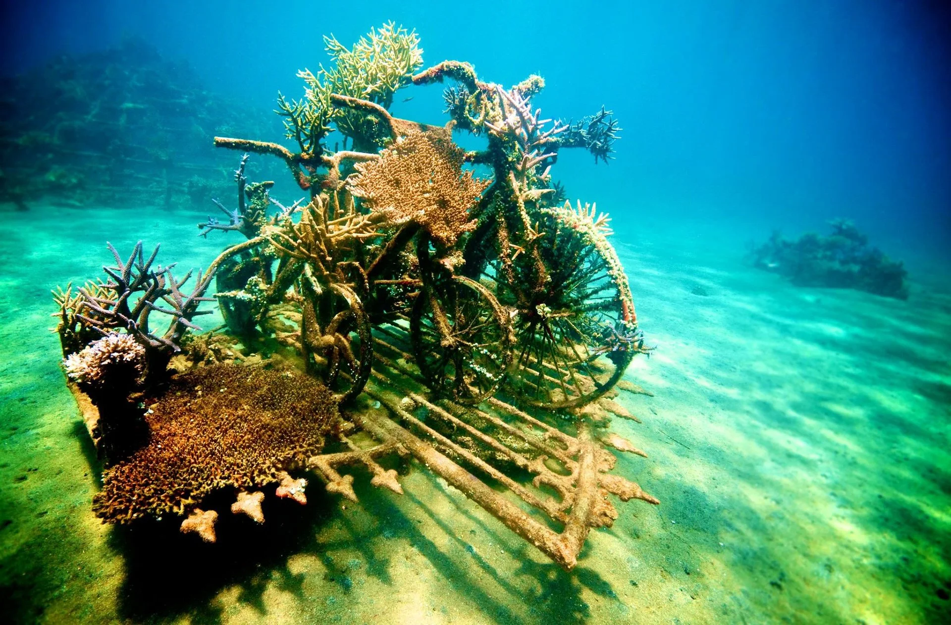 Biorock Ellis 2.jpeg