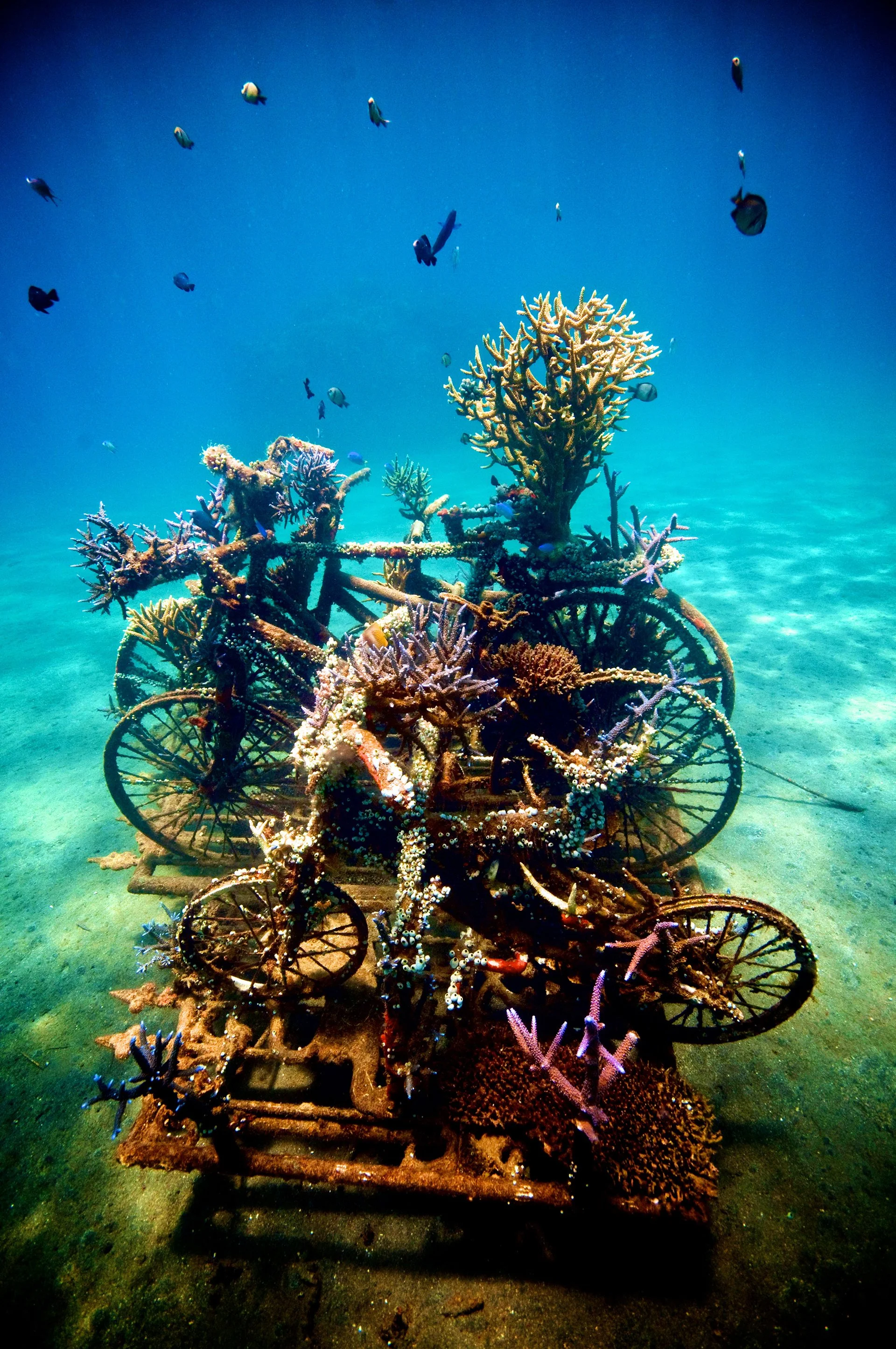 Biorock Ellis 1.jpeg