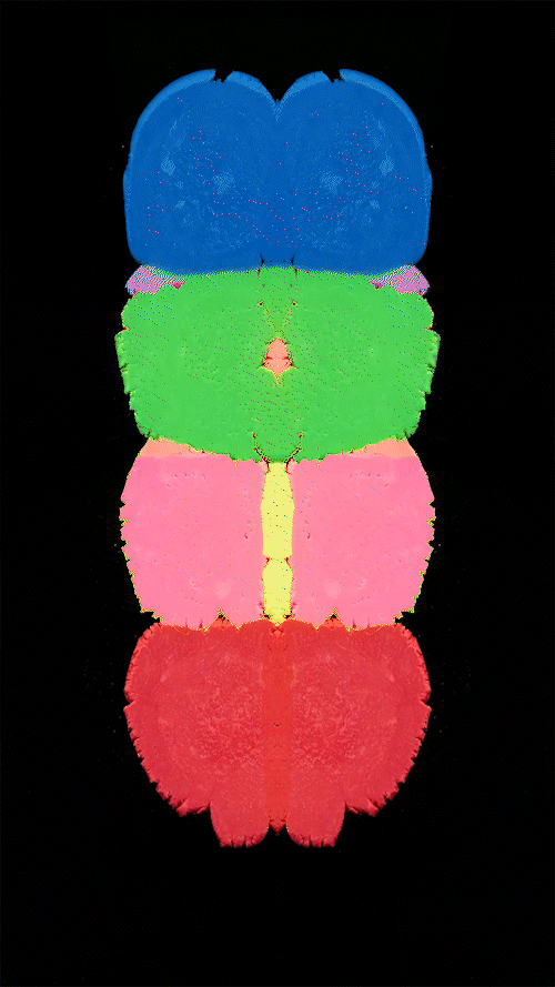 Genesis 001A Portrait_1.gif