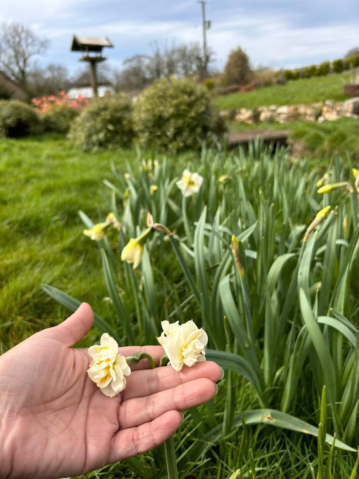 Spring Pots Flower Arrangement - 4th May 2024