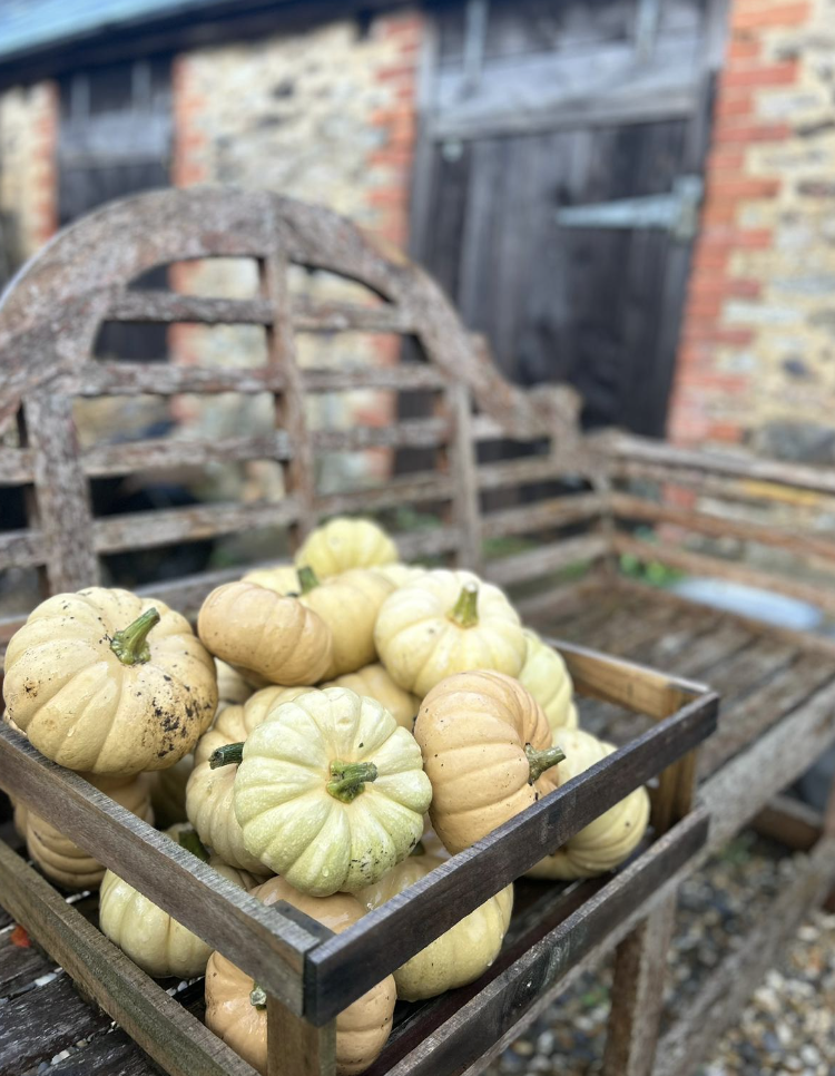 PUMPKIN CRAFT - Pressed Flowers Decor with Coffee & Cake 25th October 2024