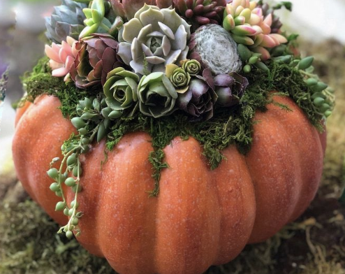Pumpkin succulent 2.png