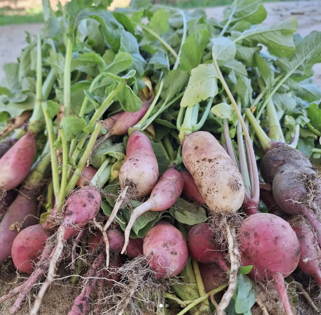 radishes.png