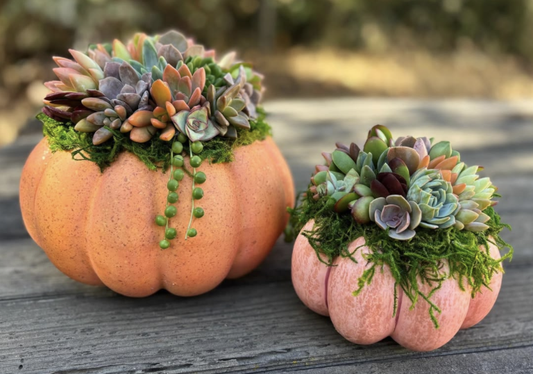Pumpkin succulents.png