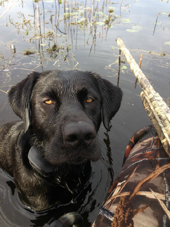 Photo Gallery — Gator Glide