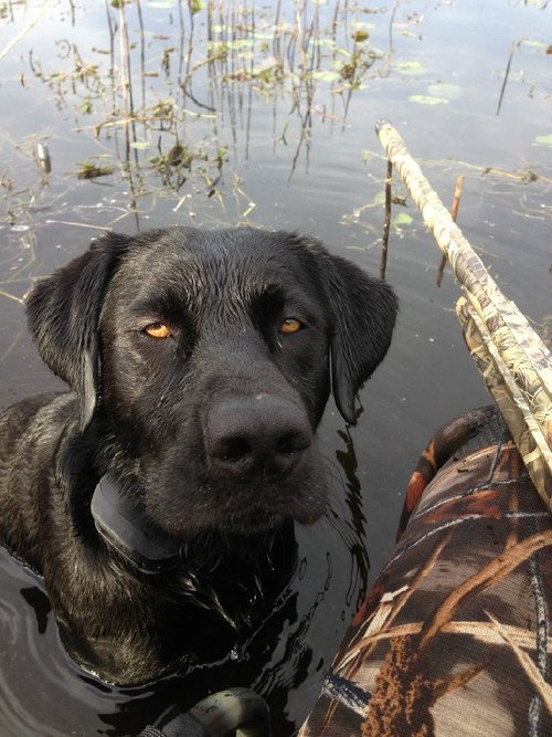 Photo Gallery — Gator Glide