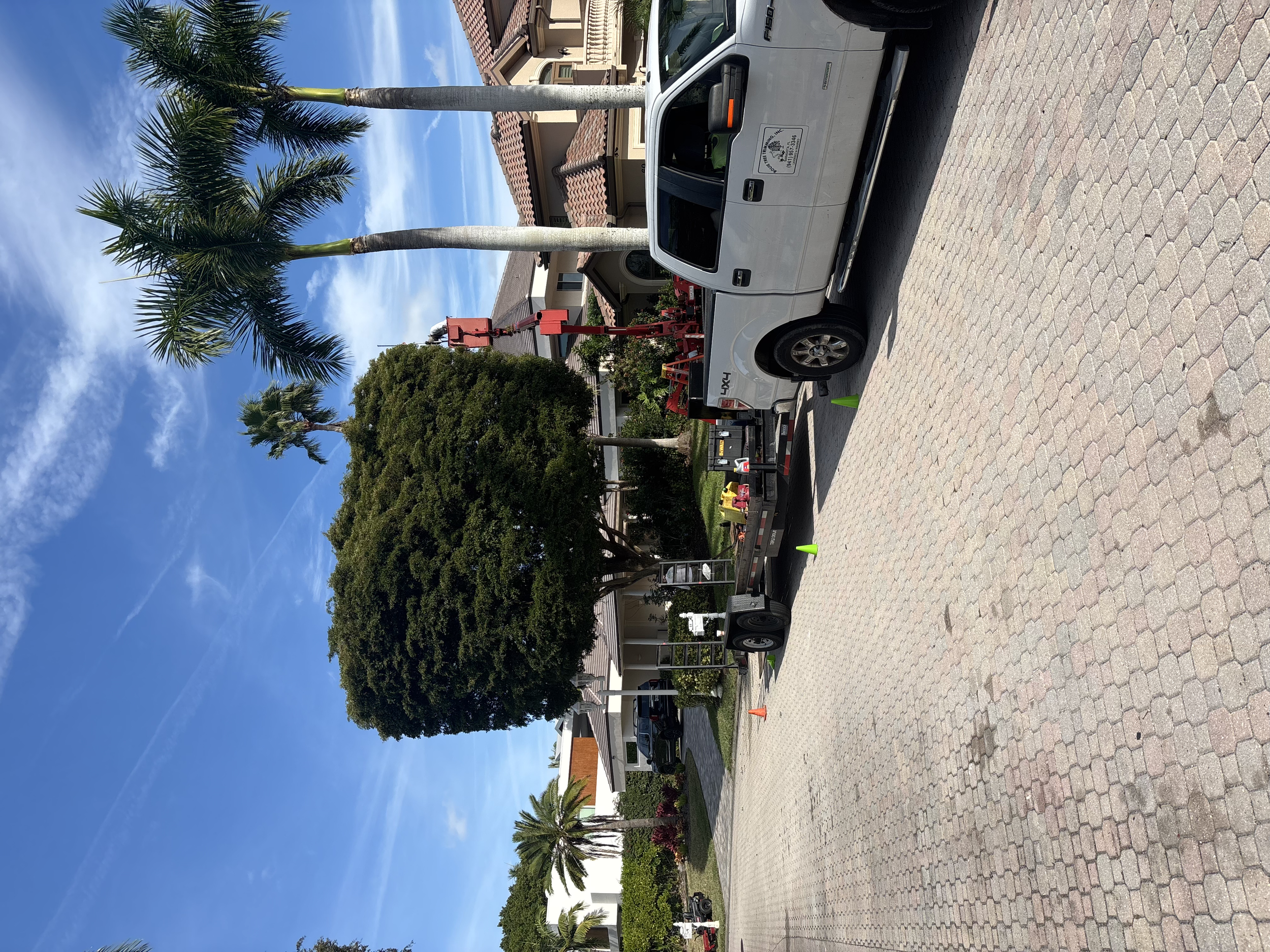Small Oak tree trimming