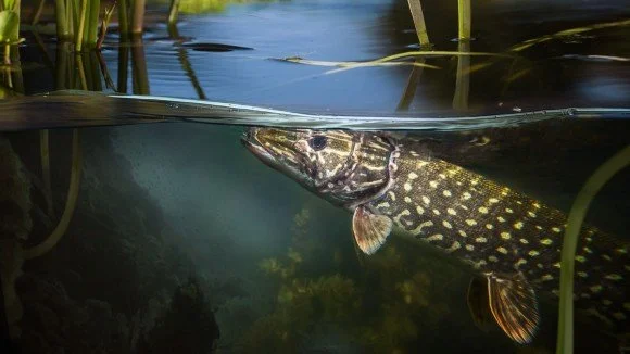 Freshwater Ecosystems Under Global Change: A Call for Interdisciplinary Research