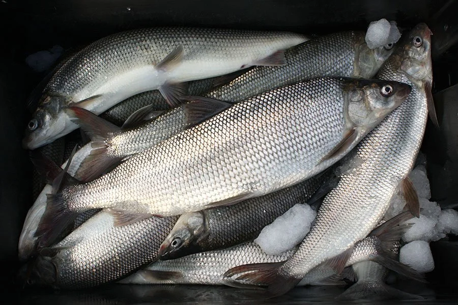 Invasive Mussels Are Back in the Spotlight