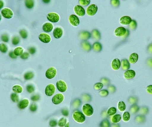 The Edge of What’s Possible: How Hidden Trade-Offs Shape Evolution