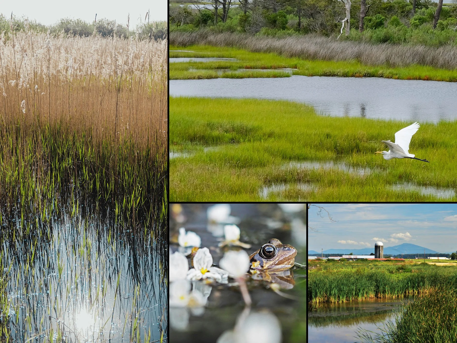 Nature's Portfolio: How Diversity Buffers Ecosystems Against Change