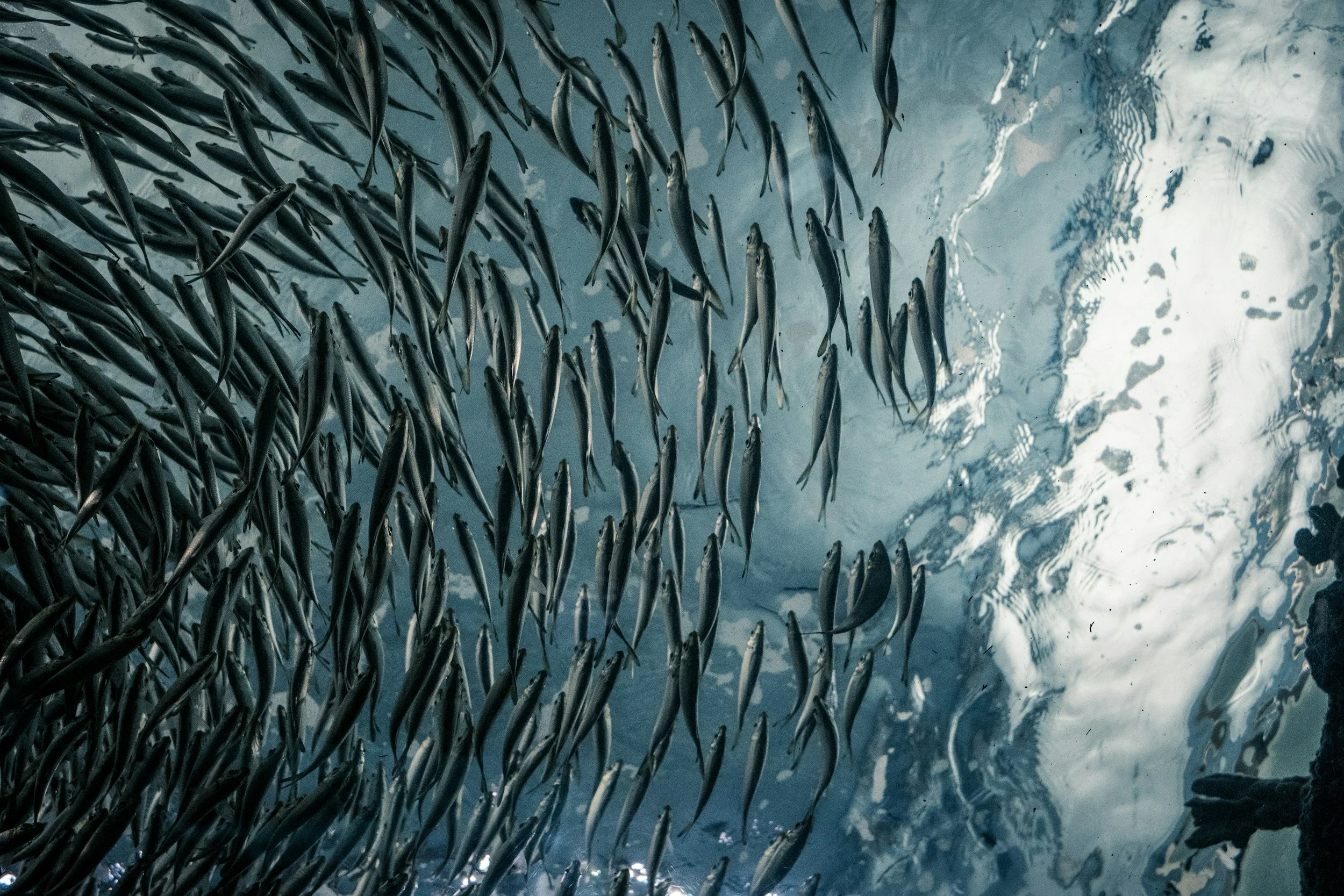 Beyond Biodiversity Hotspots: Trophic Hotspots Are Where It’s At