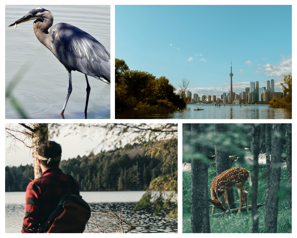 Ecosystem Management Vs Ecosystem Based Management Centre For