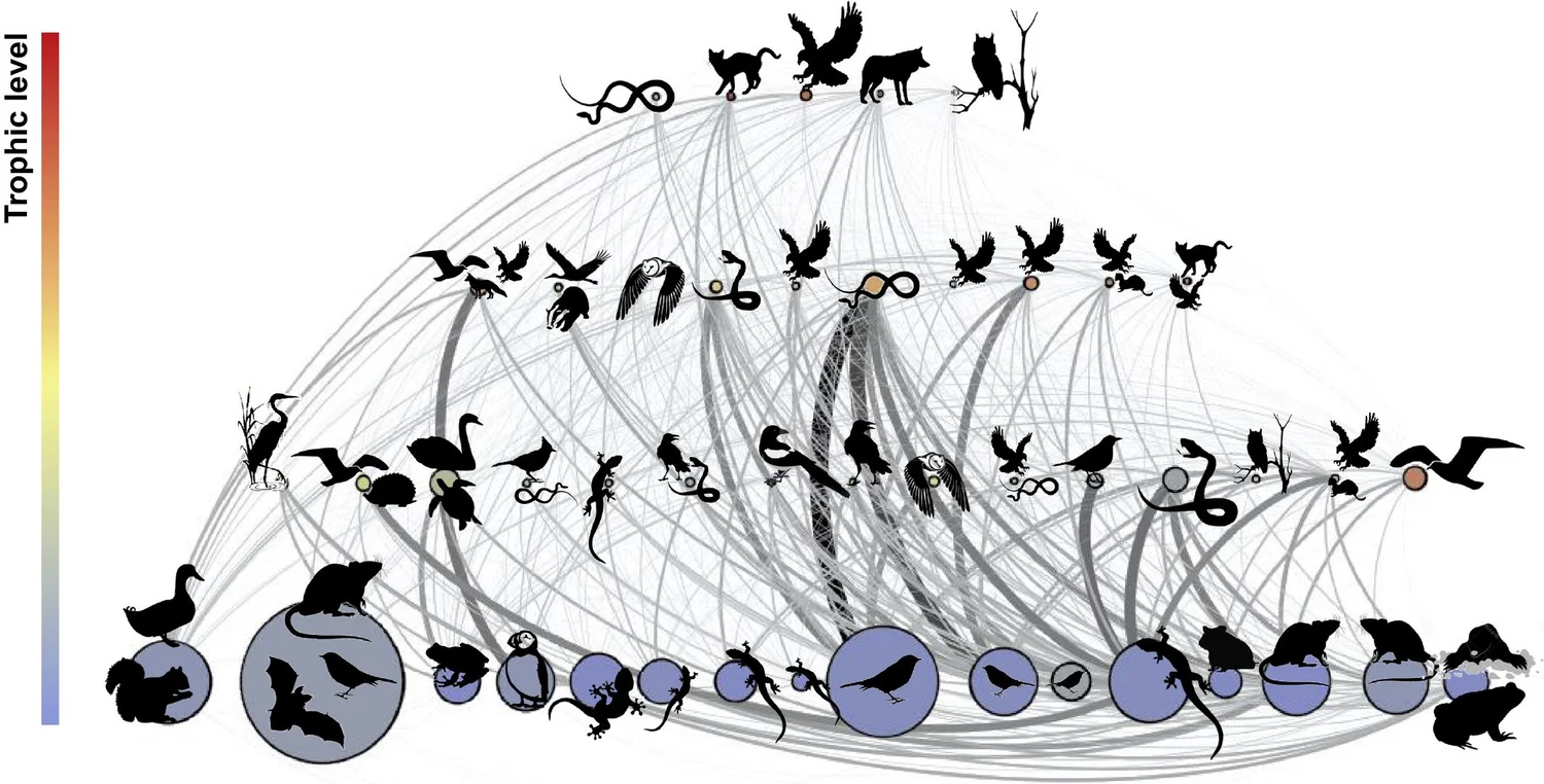 Food Web Modelling 101 — Centre for Ecosystem Management
