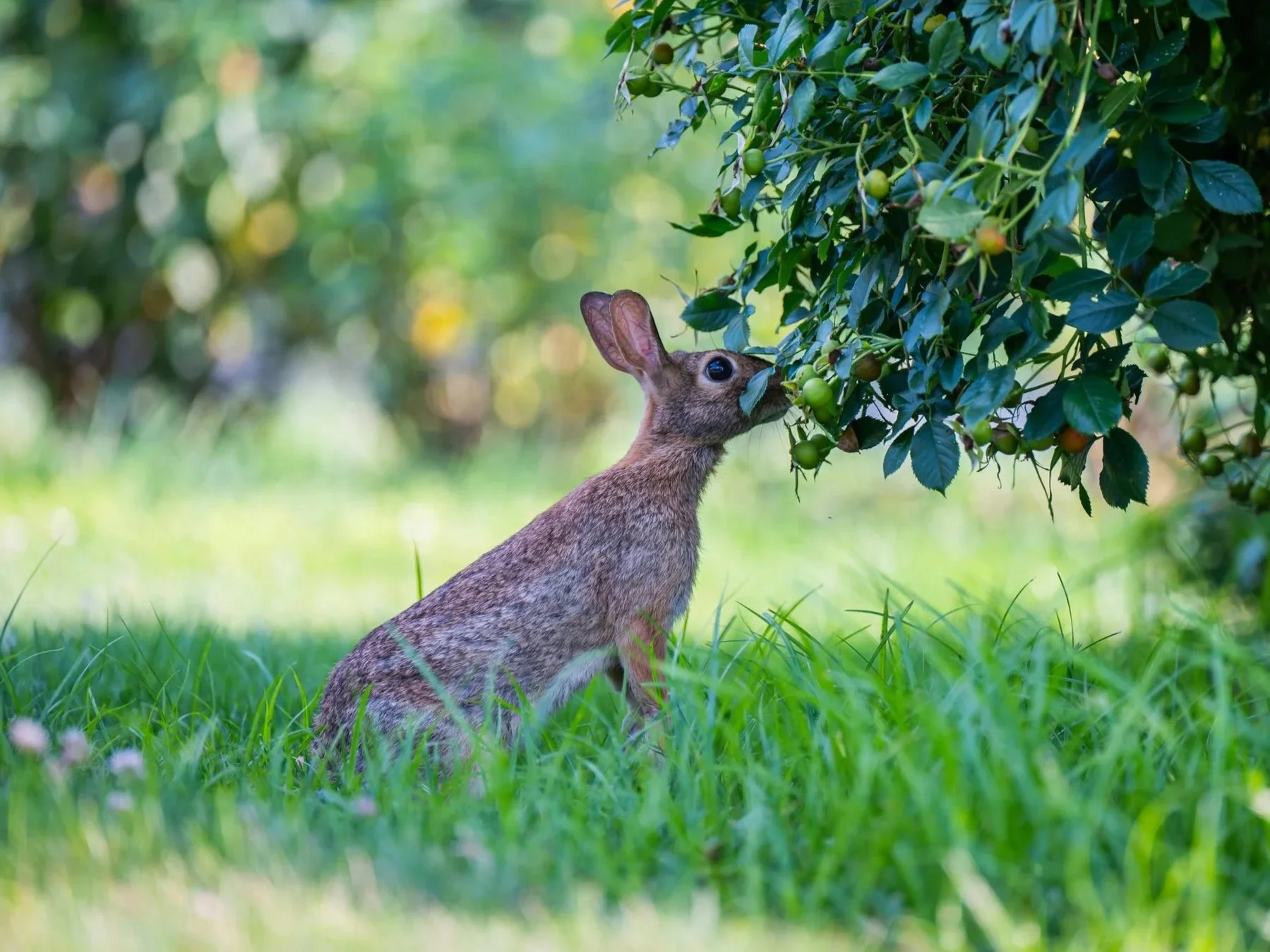 I’m Experiencing A Love-Hate Relationship This Spring With The Local Wildlife!