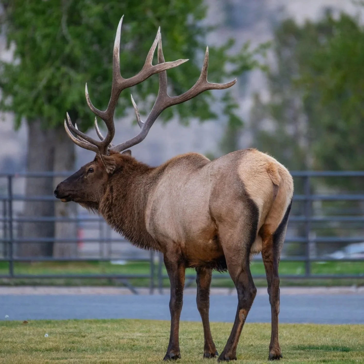 Male elk during the rut at Mammoth Hot Springs are of Yellowstone National Park