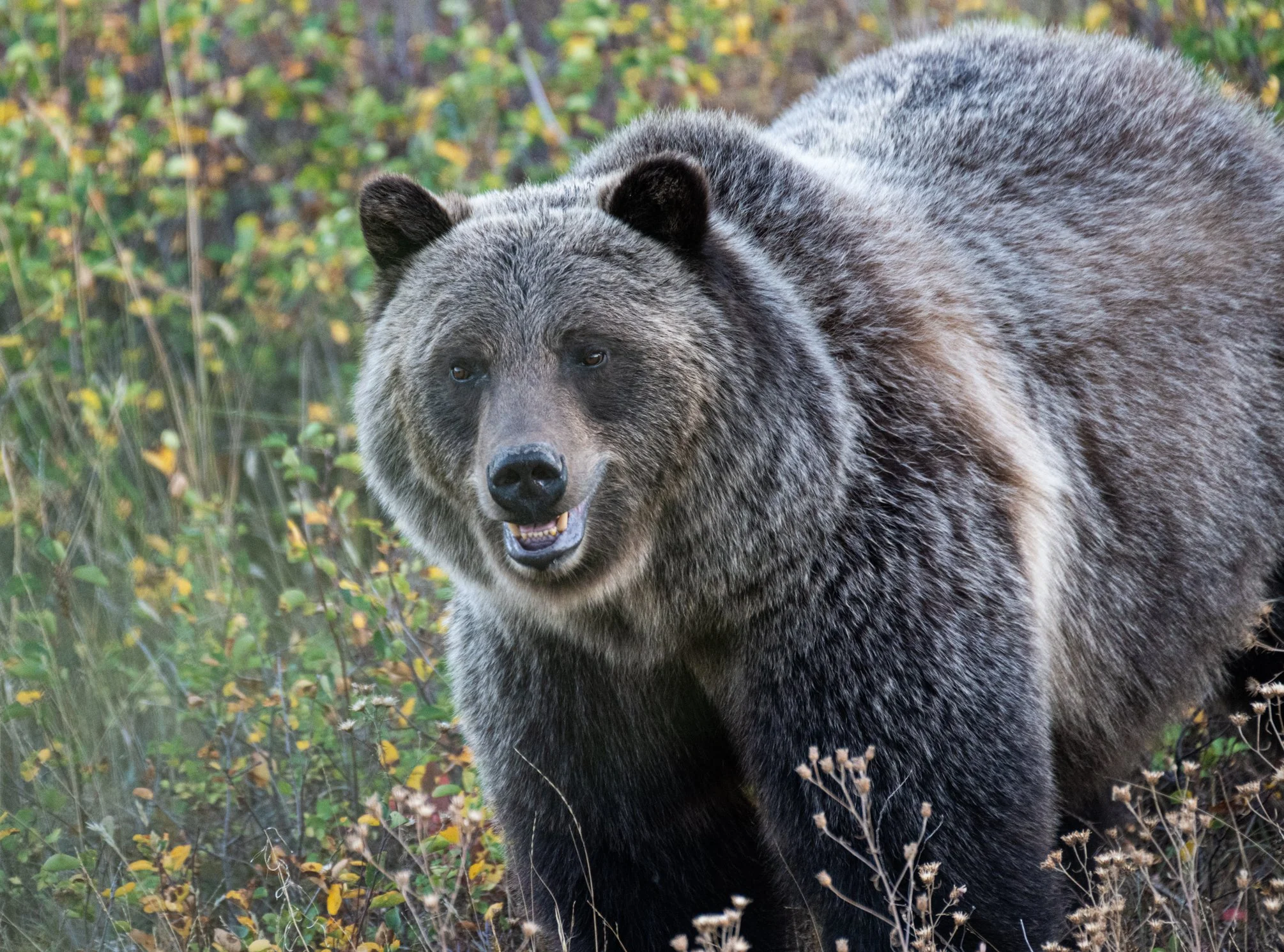 Grizzly at Glacier National Park