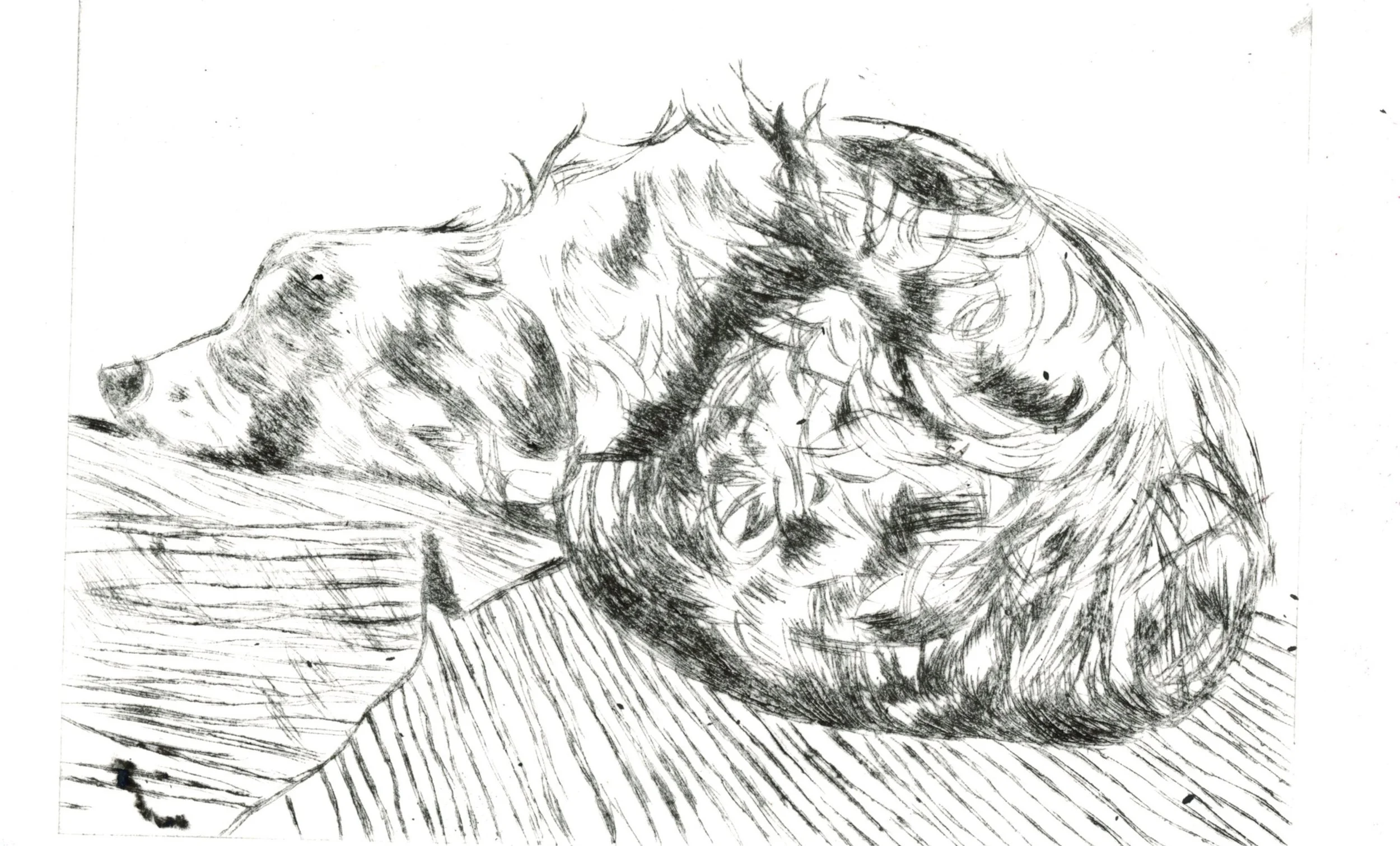 albie asleep20251124_11104465.jpg