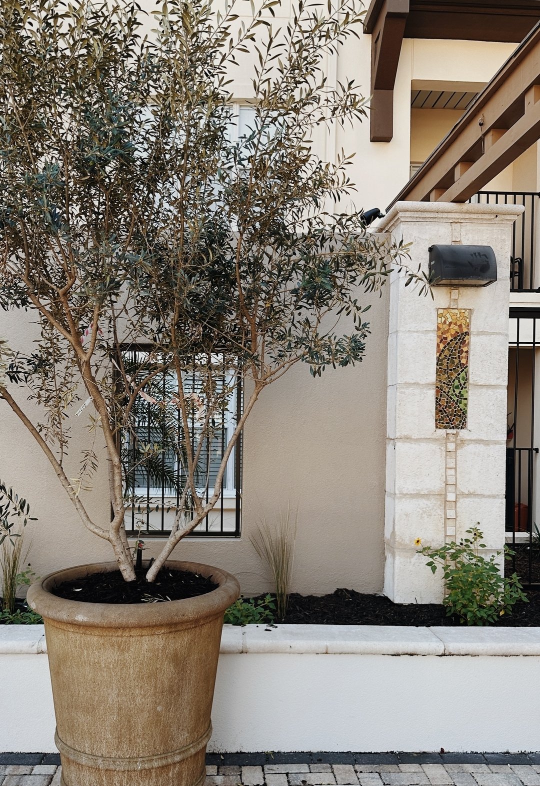 Snapshot of a charming spot in our client's courtyard. This project is undergoing a major transformation, and we can't wait to show you the rest when it's complete!

Plant Identification: Olive Tree, Dune Sunflowers (fl native), and Wiregrass (fl nai