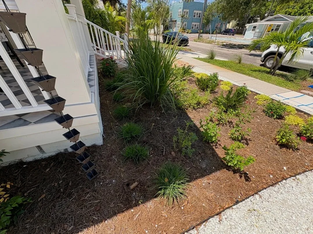Front yard landscape with a mix of Florida native and friendly plants, in Historic Kenwood, Saint Petersburg, FL, Pinellas County