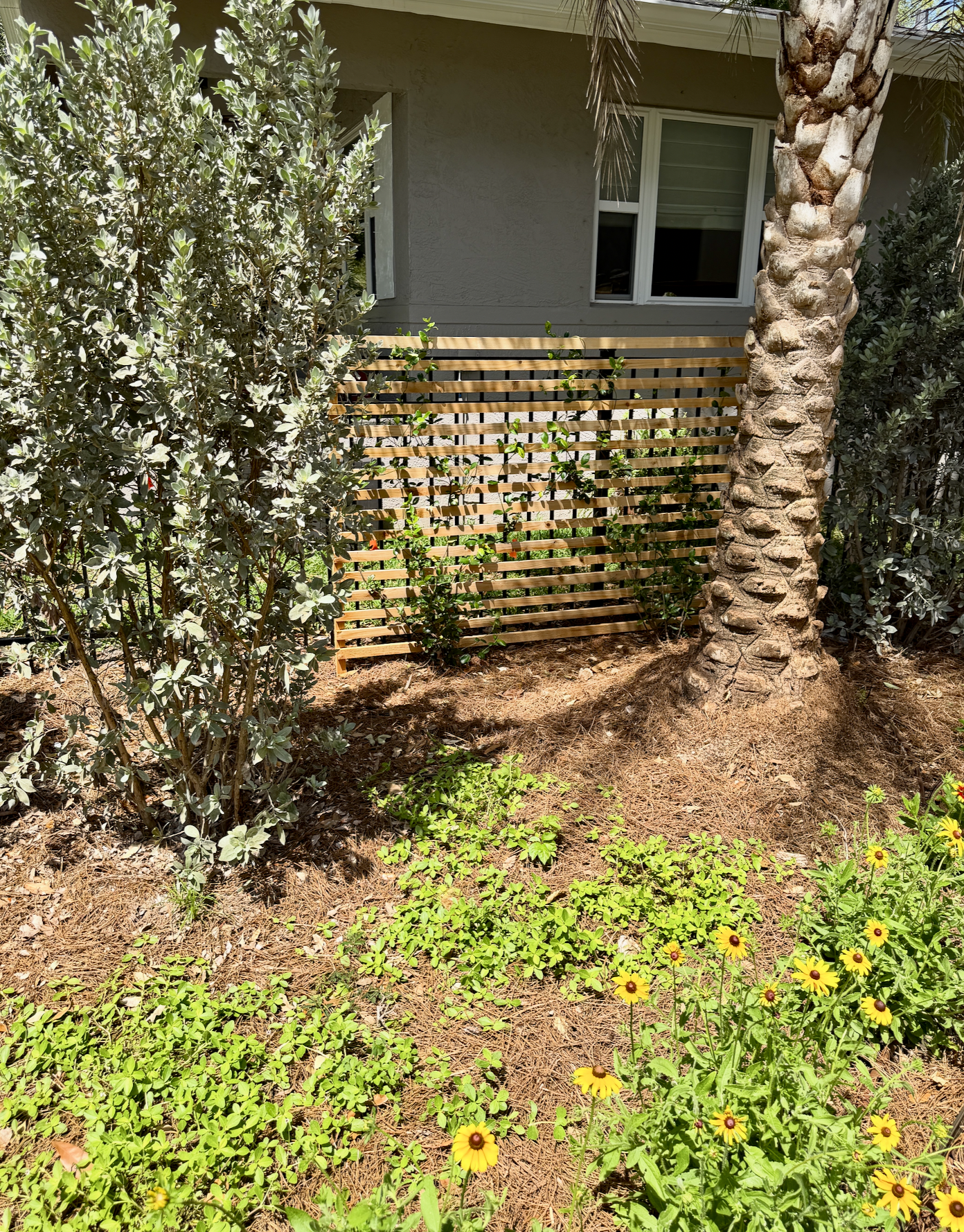 Front yard landscape transformation, privacy hedges, jasmine trellis, Florida native ground-cover plants