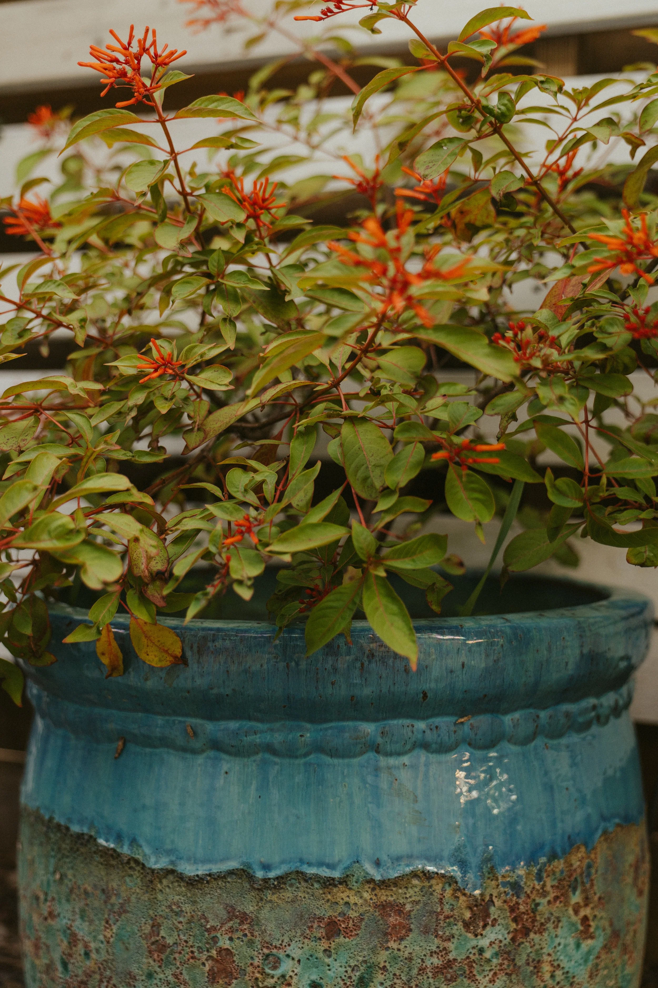 Firebush in a blue ceramic pot, part of a landscape design with a mix of Florida native and friendly plants, in Historic Kenwood, Saint Petersburg, FL, Pinellas County