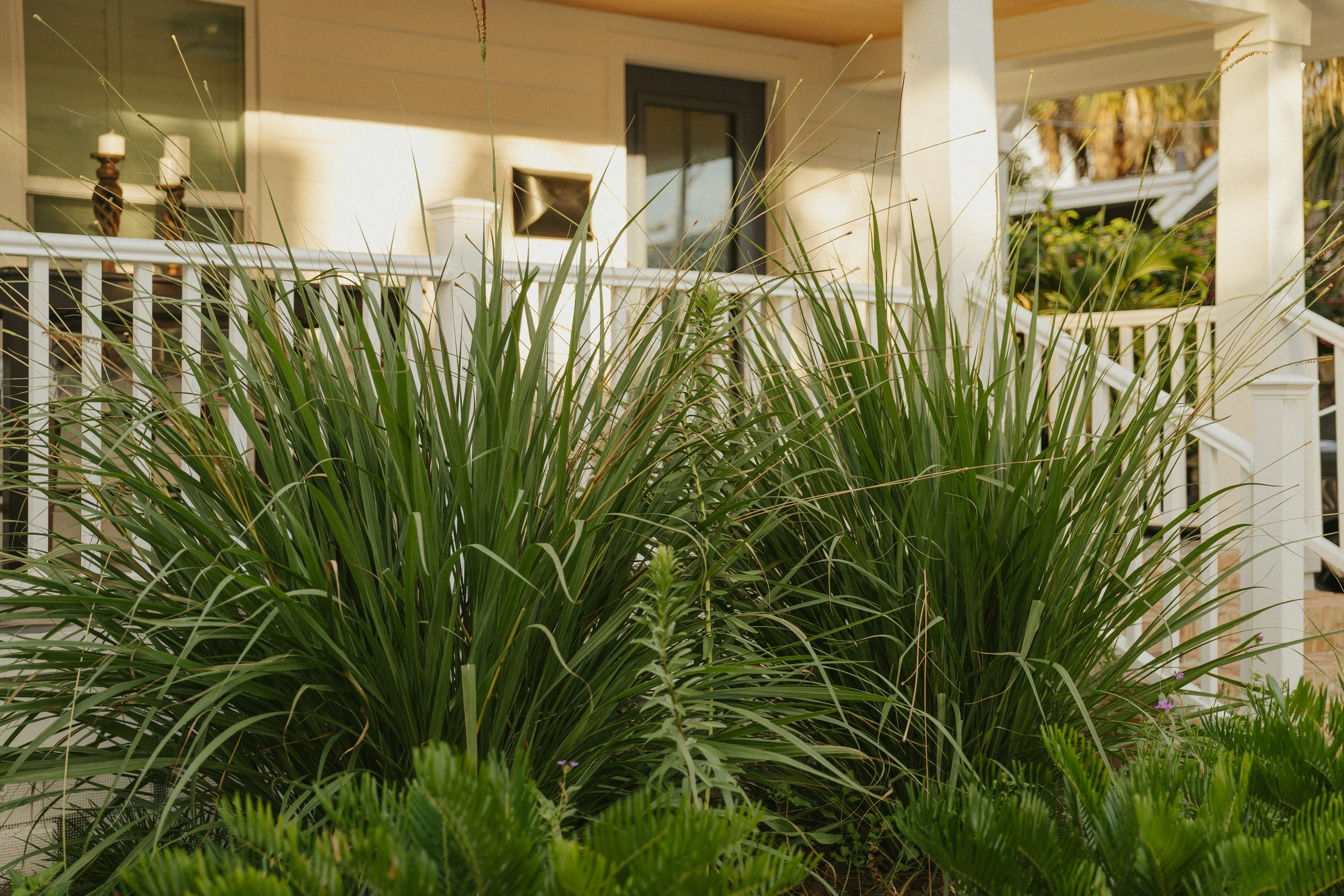 Front yard landscape with a mix of Florida native and friendly plants, in Historic Kenwood, Saint Petersburg, FL, Pinellas County