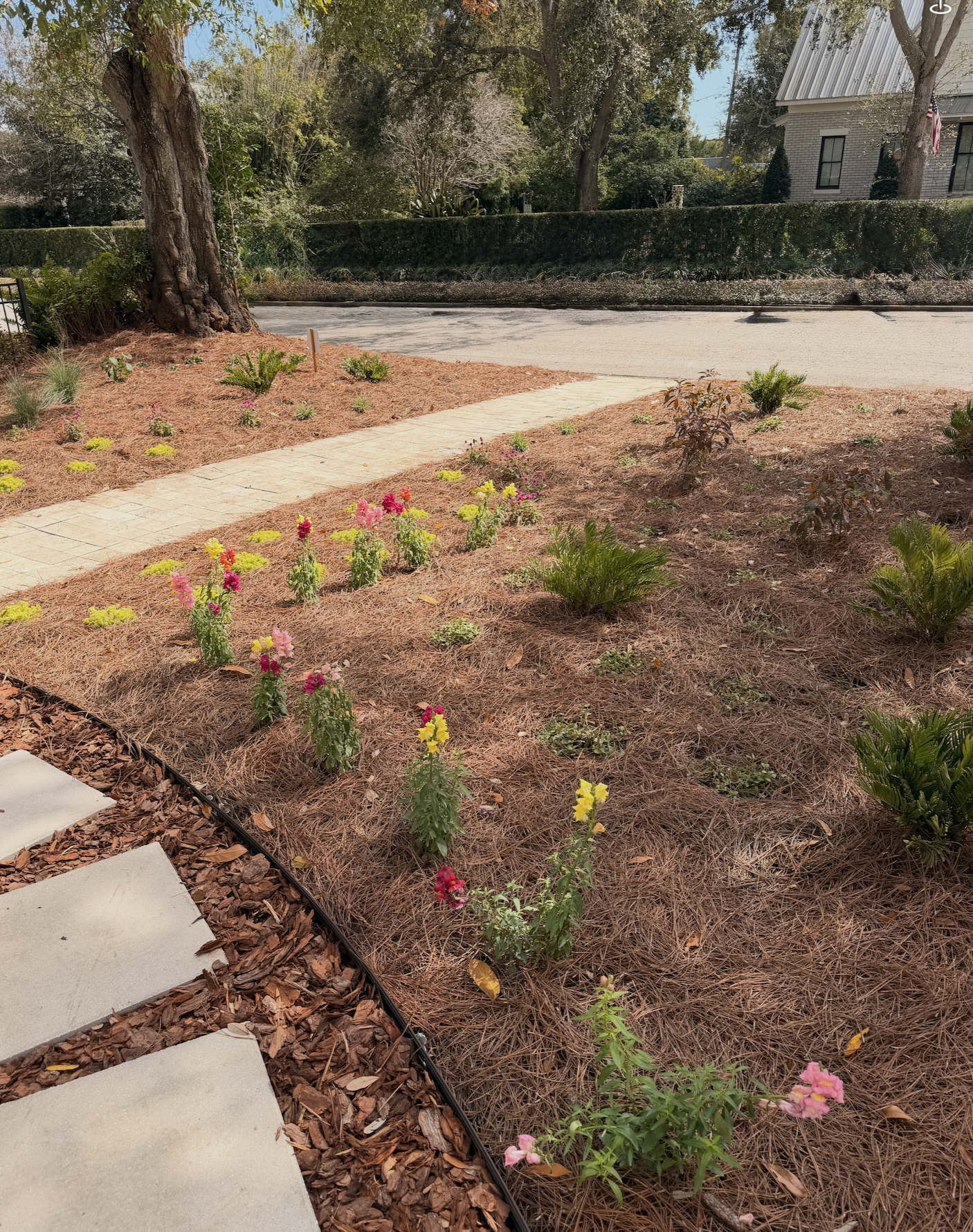 Front yard landscape transformation, curb appeal, seasonal flowers, florida native plants, pine straw, ground-cover