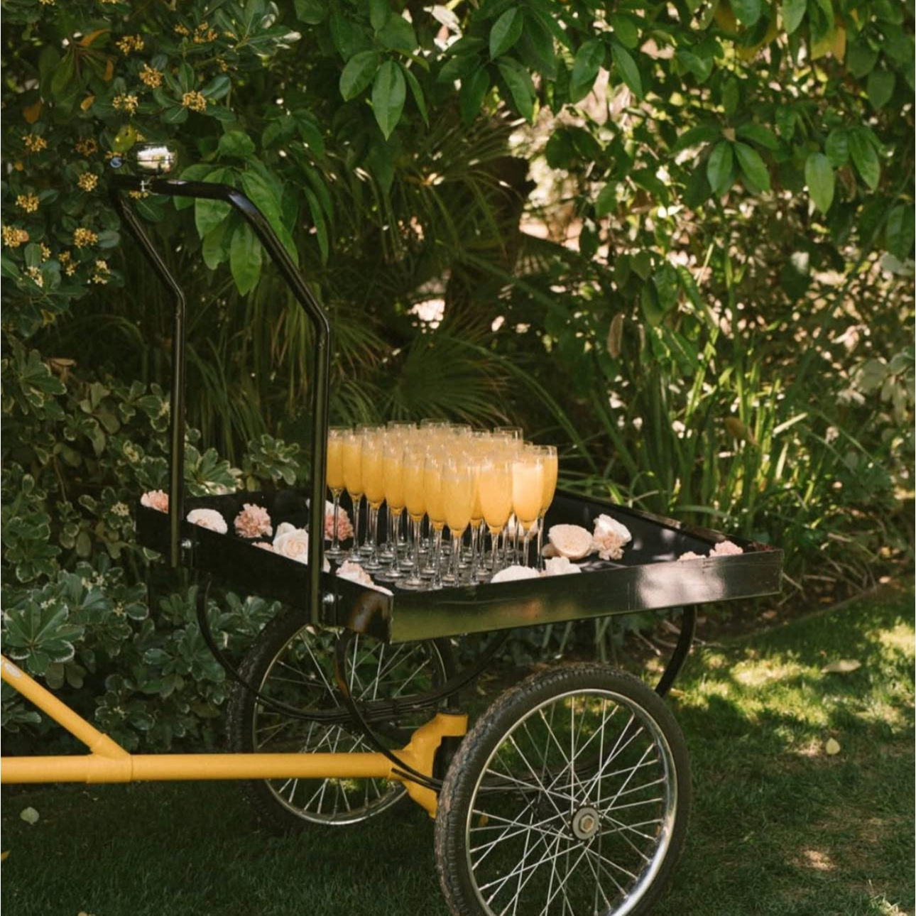 A black and yellow bike with a serving cart on the back, filled with glasses of yellow drinks, is outdoors in front of green leafy bushes and plants.