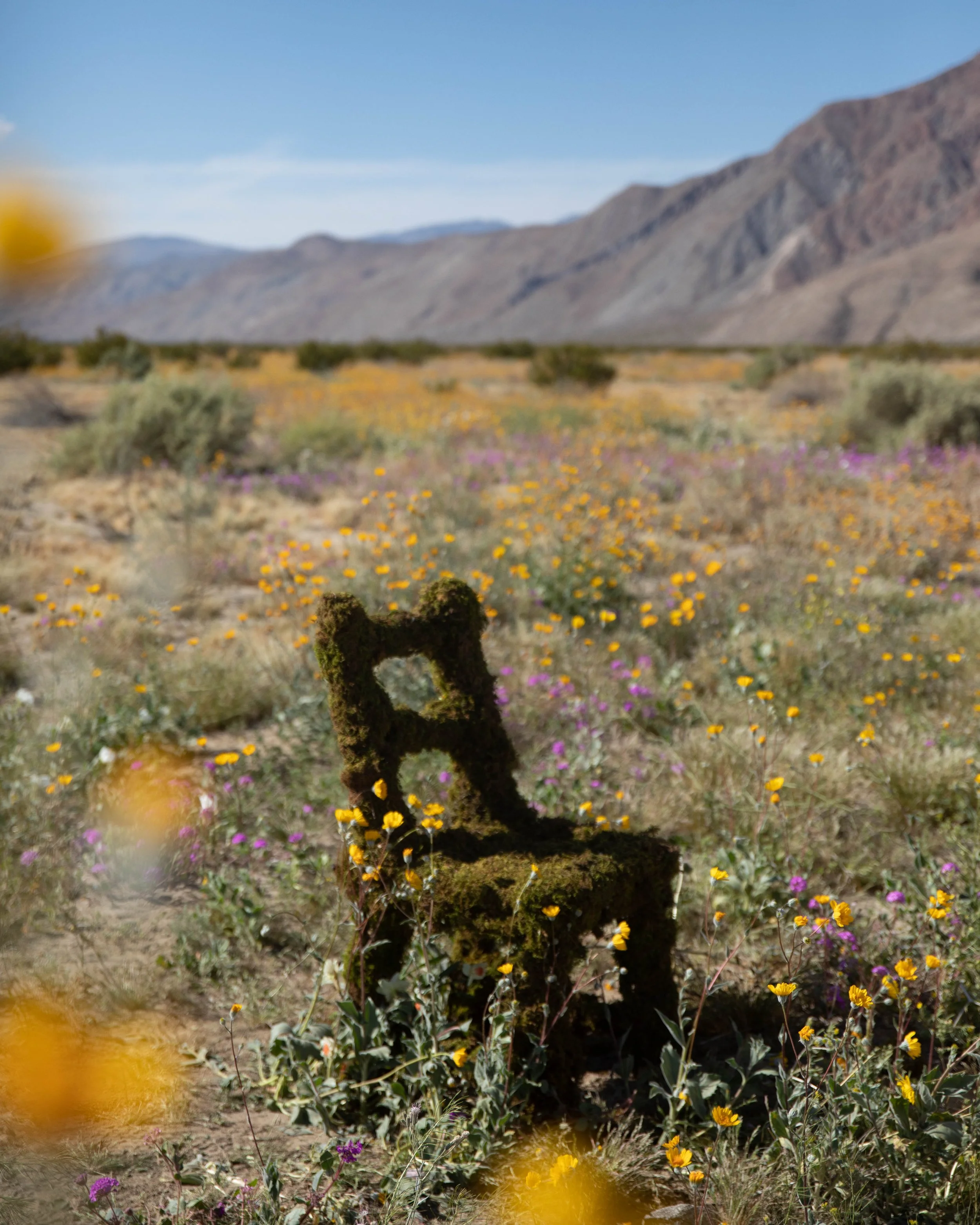 Blurred desert landscape with mountain range in the background, yellow, purple, and green wildflowers in the foreground.