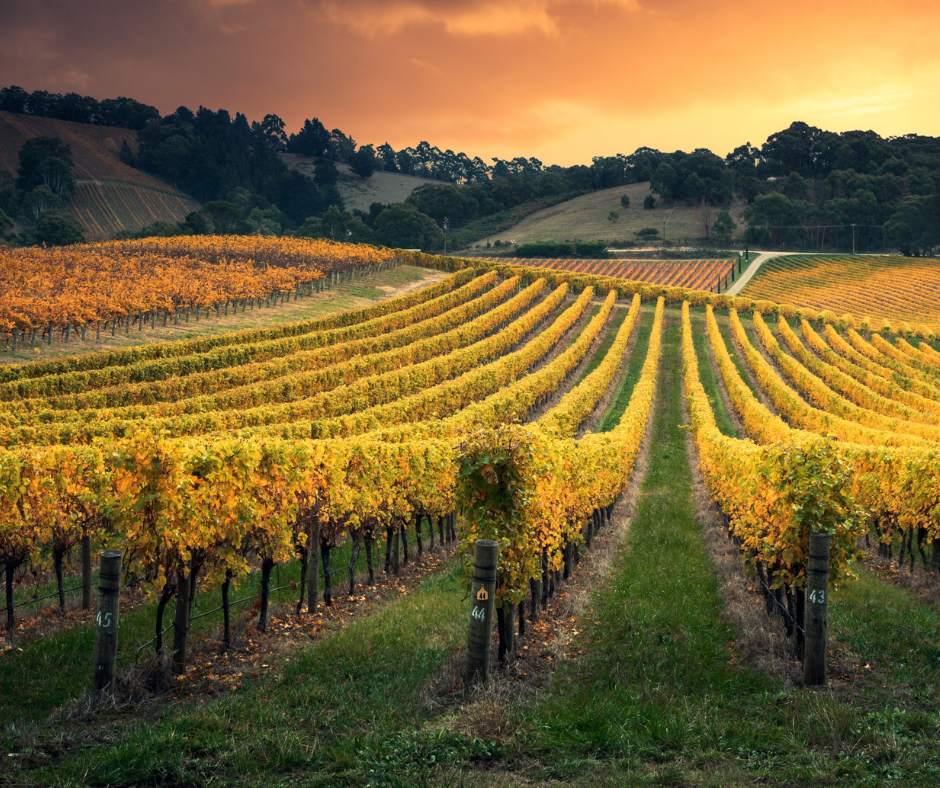 Virginia's Wine Country: A Treasure Trove of Wine and History