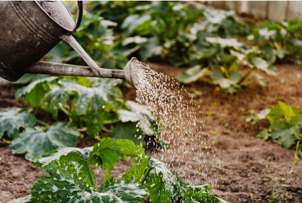 Crafting an Edible Landscape That Blends Beauty and Functionality  