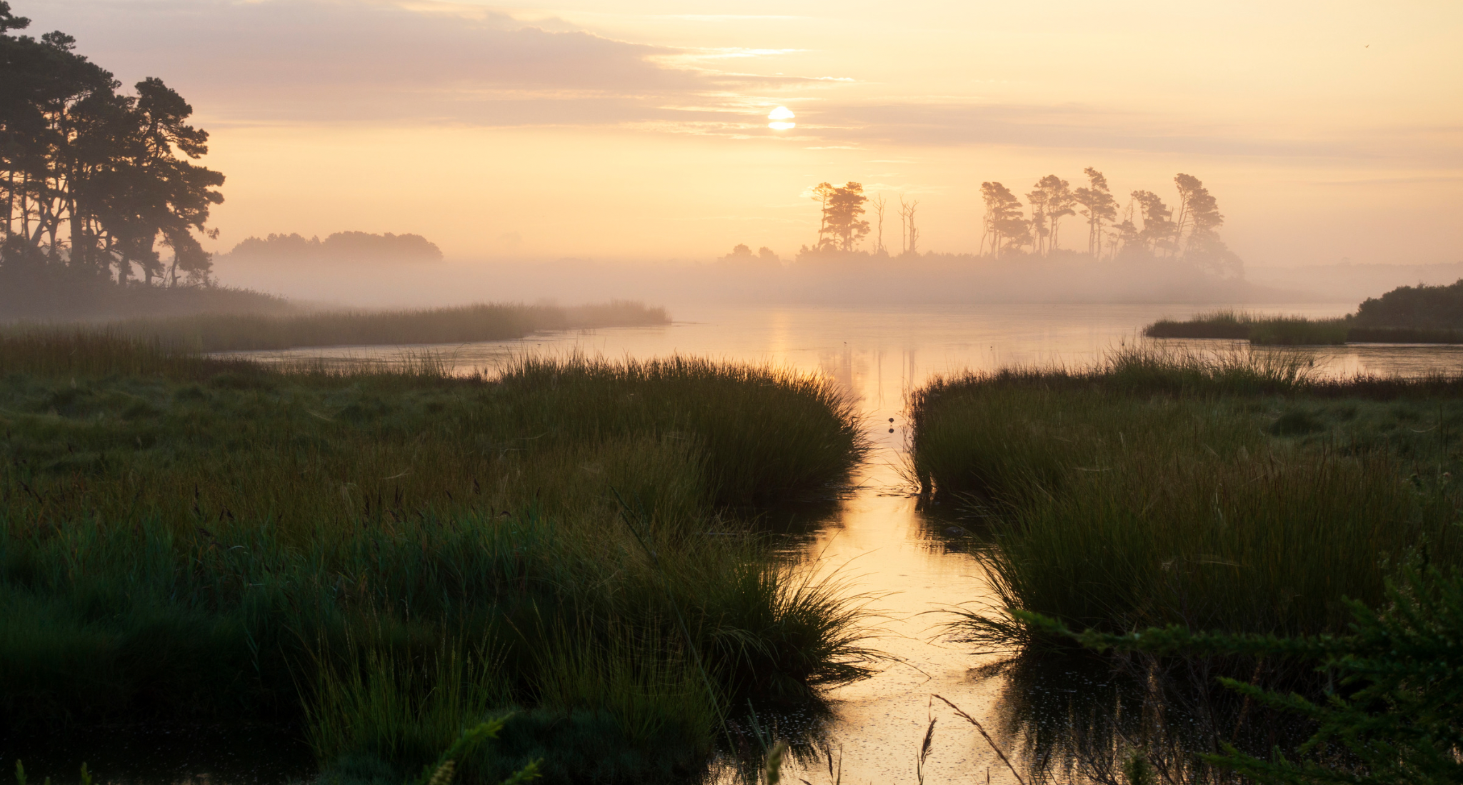 Chincoteague Island: A Hidden Gem for Nature Lovers  