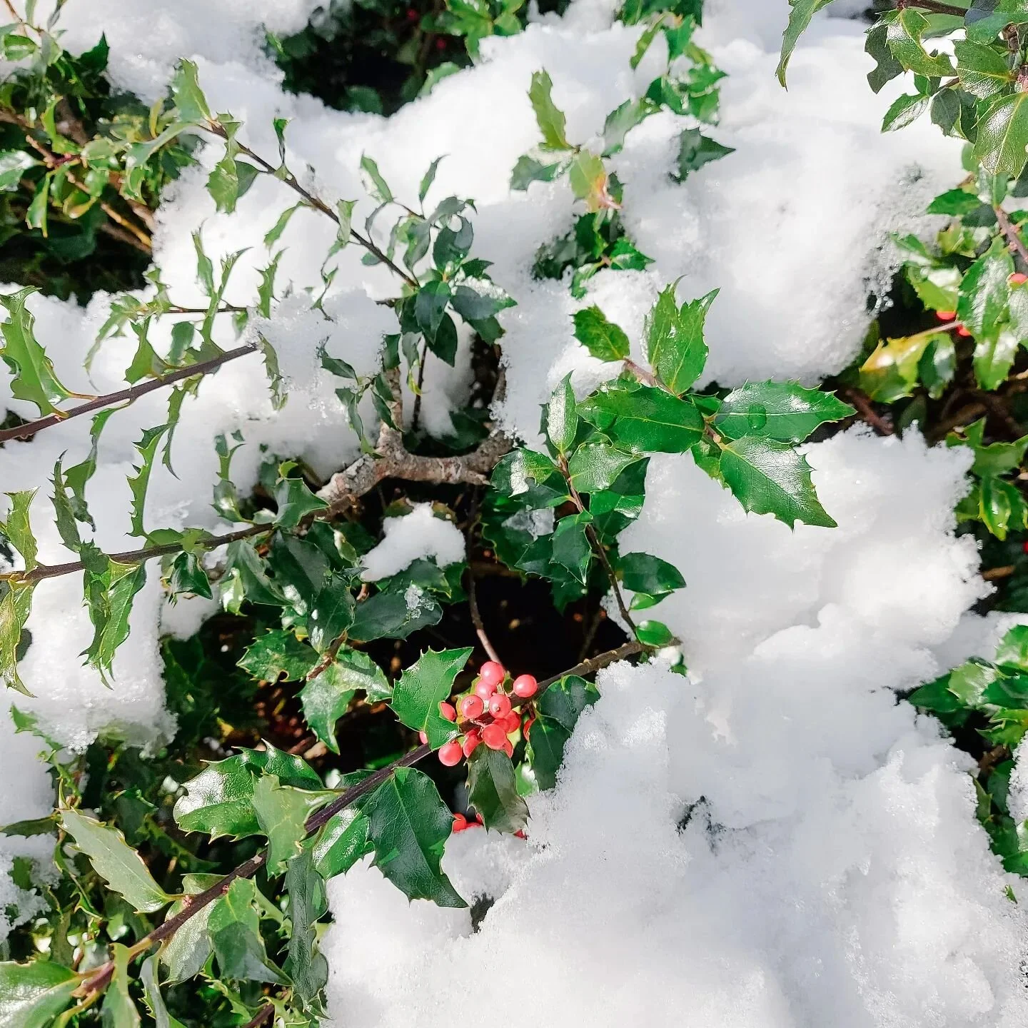 While we are definitely famous for our beautiful oak trees, we also have 2 holly bushes that really shine in the winter. 

#plants #novascotiavacationrental #holly #novascotia #snowfall #nsrentals #nsstaycation2023 #novascotia #theoaksseasideretreat