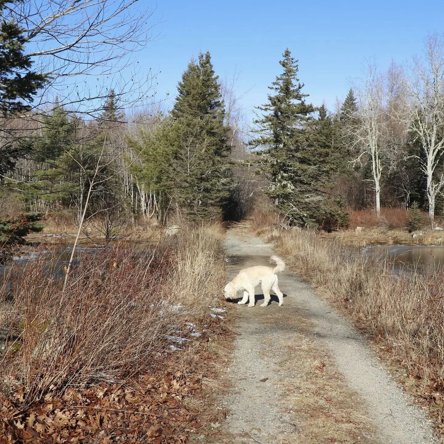 4 legged friends love it here at The Oaks...with trails for miles on the property it's a doggy/human heaven! 

#TCT #canadarailstottrails #hiking #woods #nsrentals #nsstaycation2023 #dogfriendly #luxuryrental #novascotia #rental