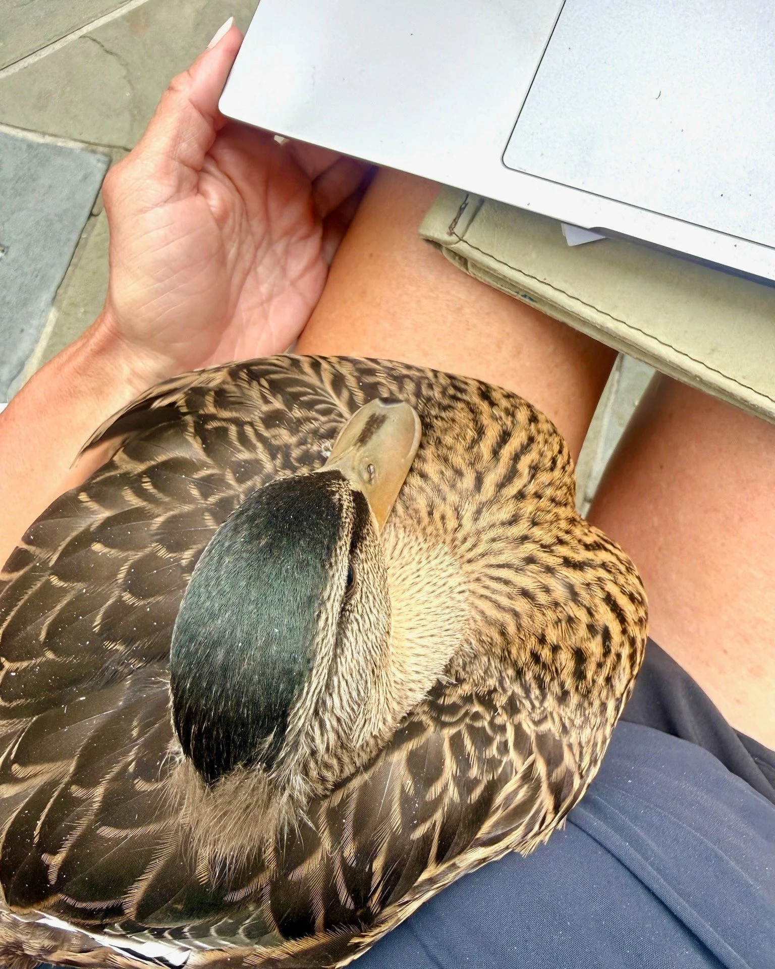 And the cutest coworker ever award goes to
 
SPIRIT! 🦆