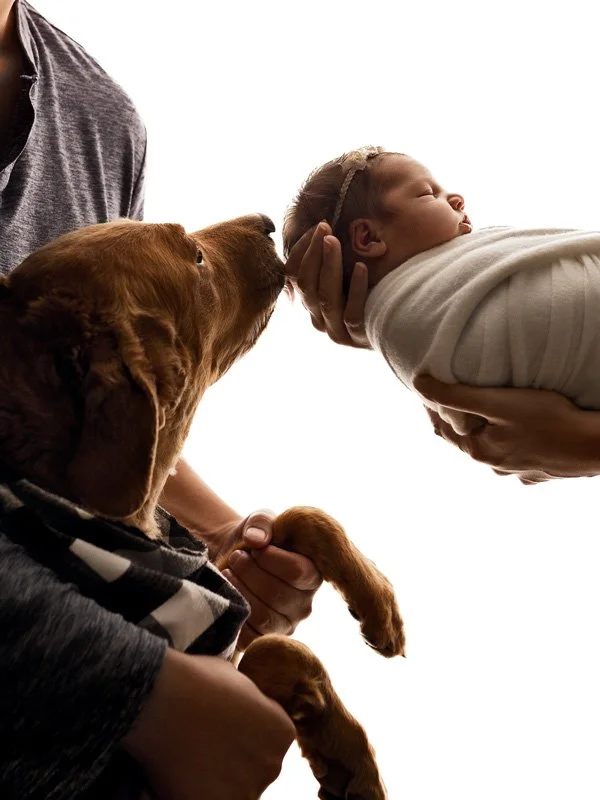 A high-key studio portrait capturing a tender moment as a family dog gently sniffs a swaddled, sleeping newborn baby against a bright white background in West Linn, Oregon. The minimalist composition utilizes beautiful profile backlighting.