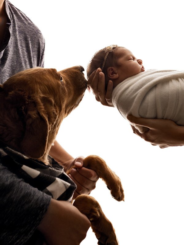 A high-key studio portrait capturing a tender moment as a family dog gently sniffs a swaddled, sleeping newborn baby against a bright white background in West Linn, Oregon. The minimalist composition utilizes beautiful profile backlighting.