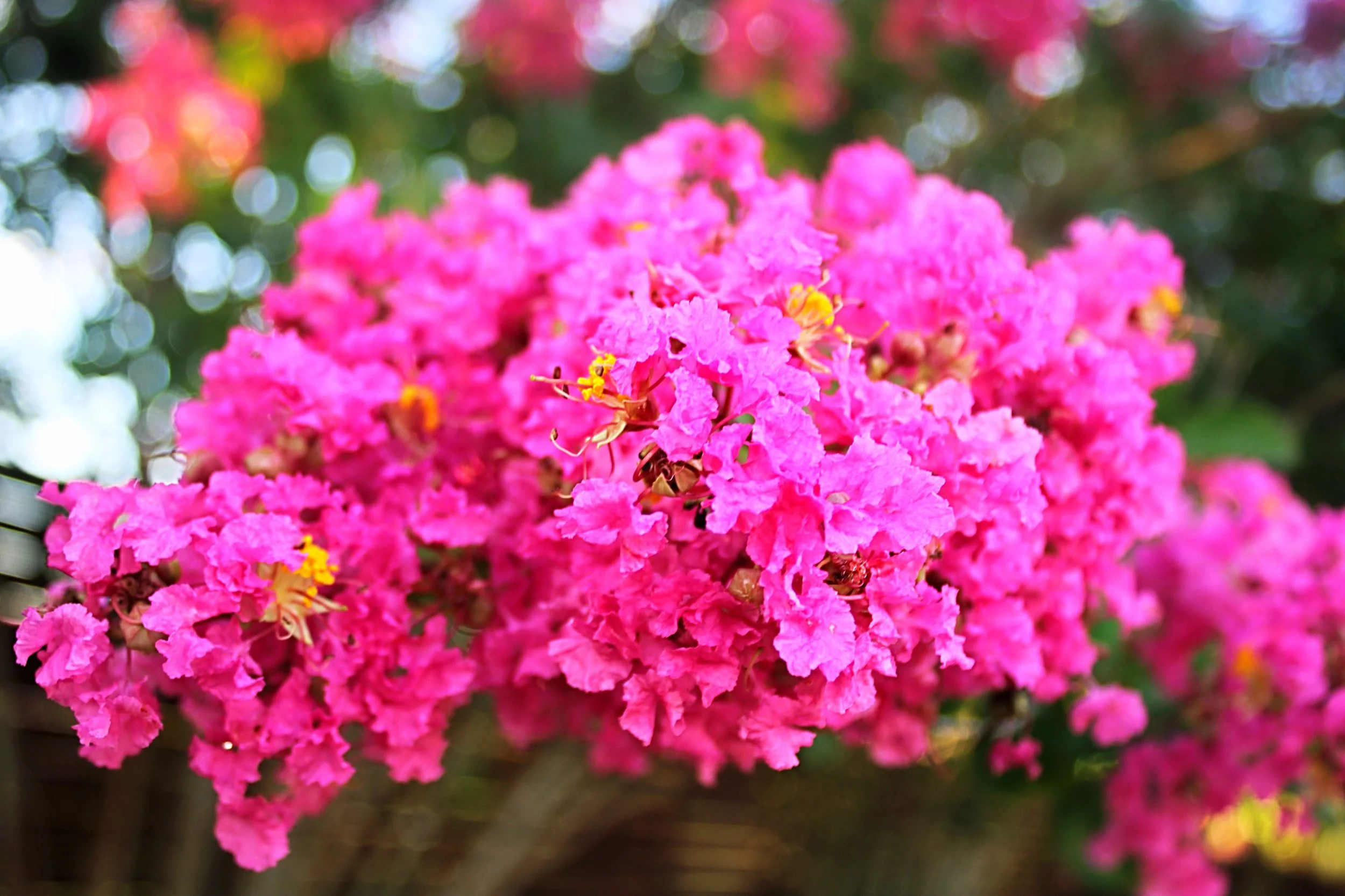 58F542DC-DD46-4BCE-A1A6-E87658D9CDC2.jpeg
